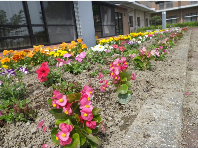 とってもきれいな花ですね