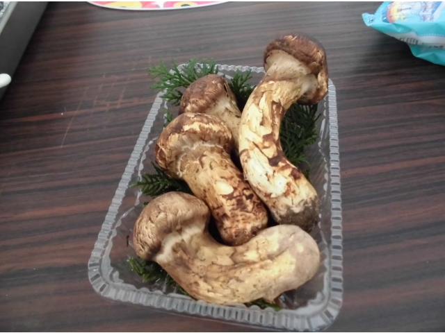 秋の味覚（1）マツタケ