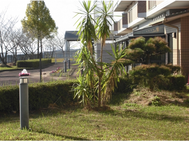 前回植え替えた木も元気です
