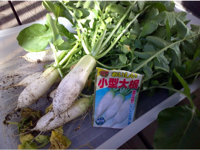 小型大根たくさん収穫できました