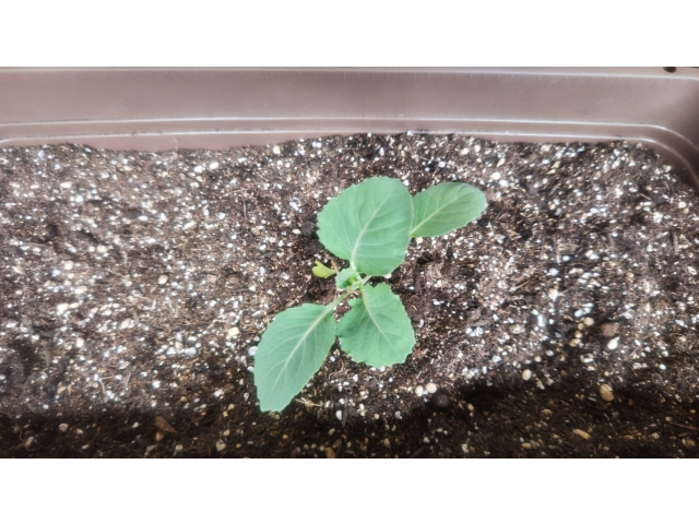 キレイに植えれました