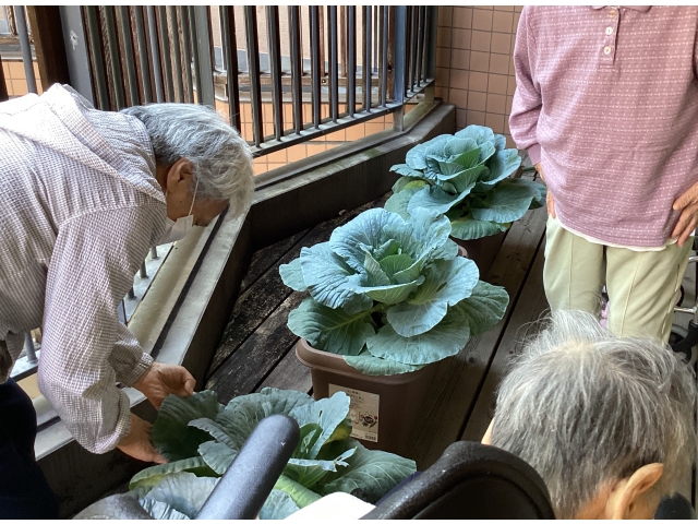 収穫