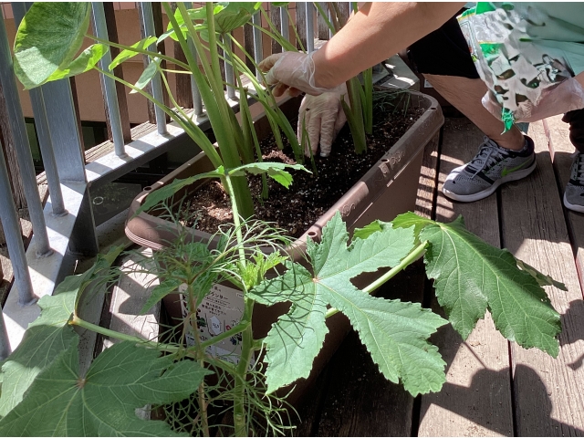 野菜も暑さに負けず頑張ってます