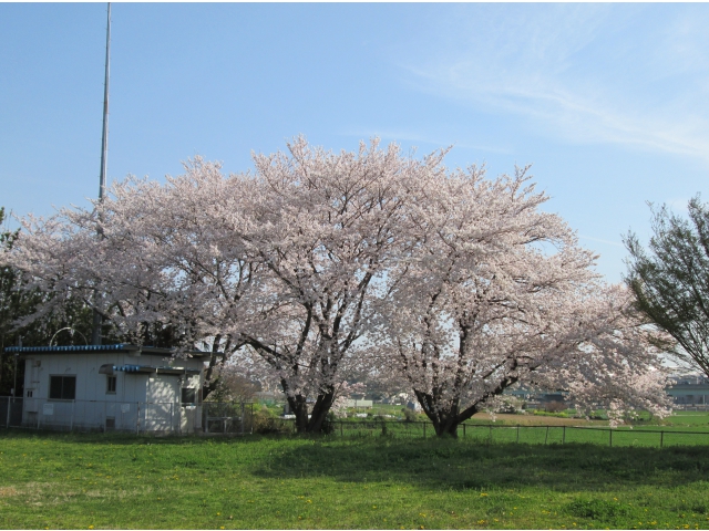 西尾苑内の桜です！