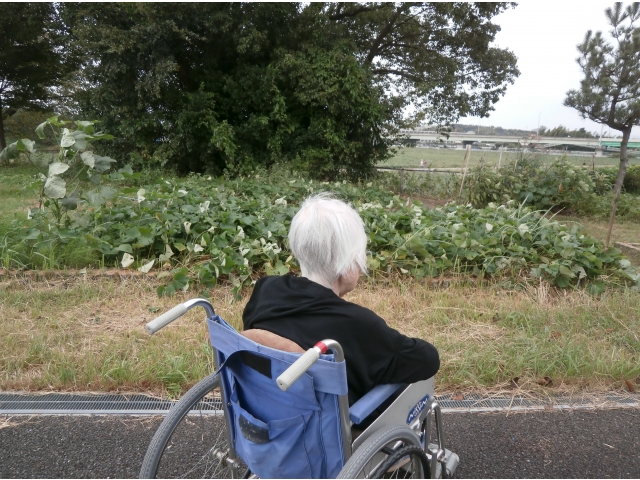 あれはサツマイモの葉だね