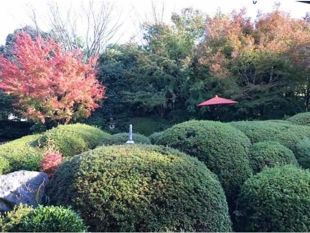 ２４日の紅葉