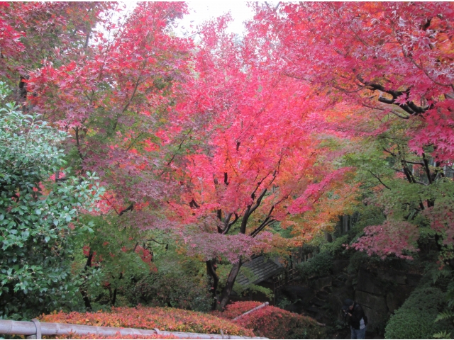 燃えるように真っ赤な紅葉