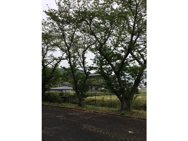 現在の桜（4月20日撮影）