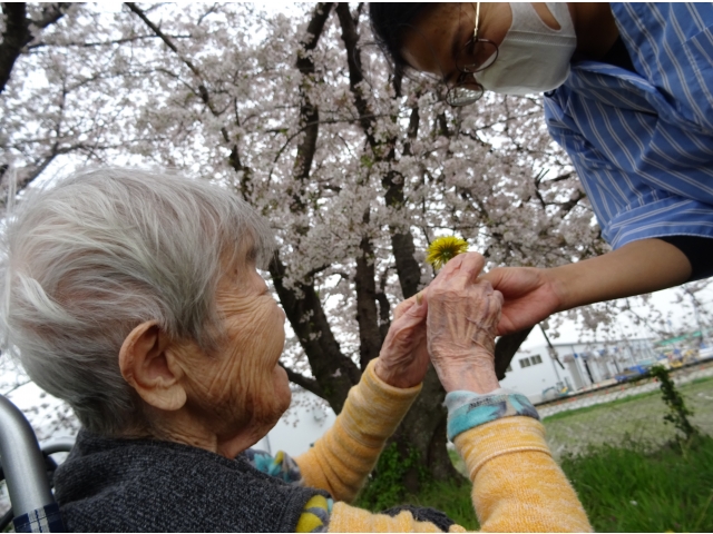 桜の足もとにはたんぽぽも咲いていました