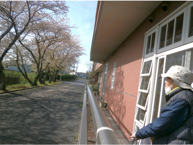 養護の食堂からも桜並木がみられます！