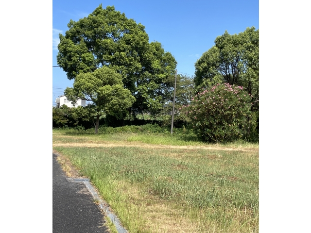 うっそうと茂っていた雑草が・・・