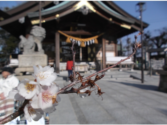 境内には「梅？」「四季桜が咲いてるね」