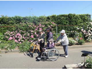 このバラは「プリンセスミチコだって」