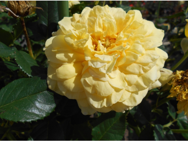 「バラは西尾市の花として制定されてるんだよ」
「このバラの名前は？」