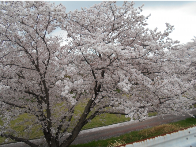 「見事だねえ」「その下は昔ゲートボールに通った公園だよ」