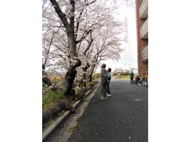 「枝に鳥が止まったよ」