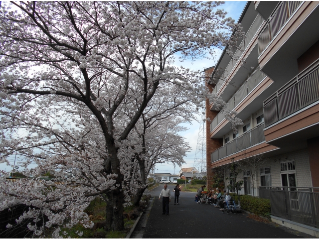 今年も立派に咲きました