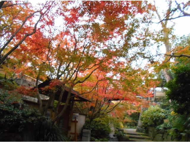 階段下から見上げる紅葉も美しいです