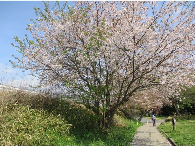 満開の桜🌸