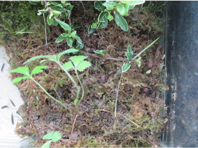 左は幼虫、まん中さなぎ、右が成虫です　