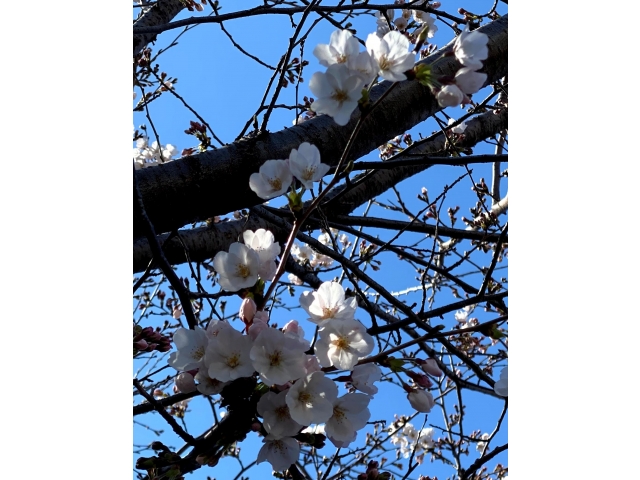花の苑と桜