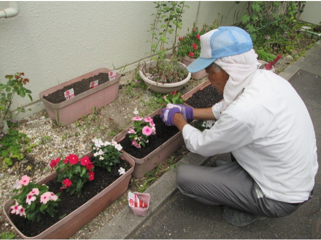 シルバー人材センターの方が、日日草を植え替えてくれました。