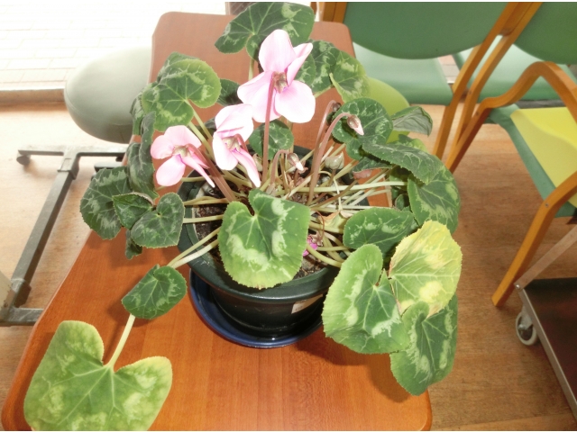 季節を先取りしたように、綺麗なシクラメンが咲きました。