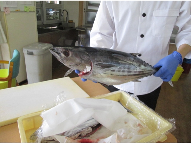 立派なカツオ!