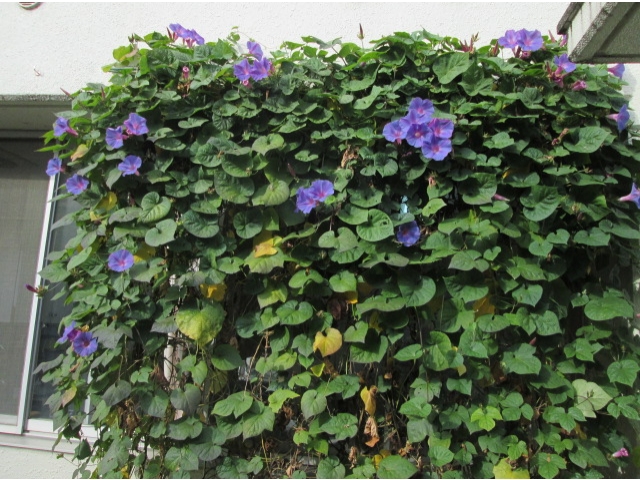 まだまだ咲いています!