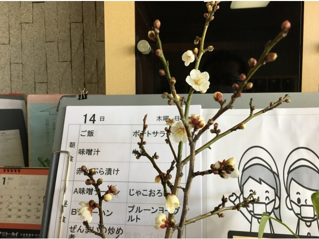 早くも開花!