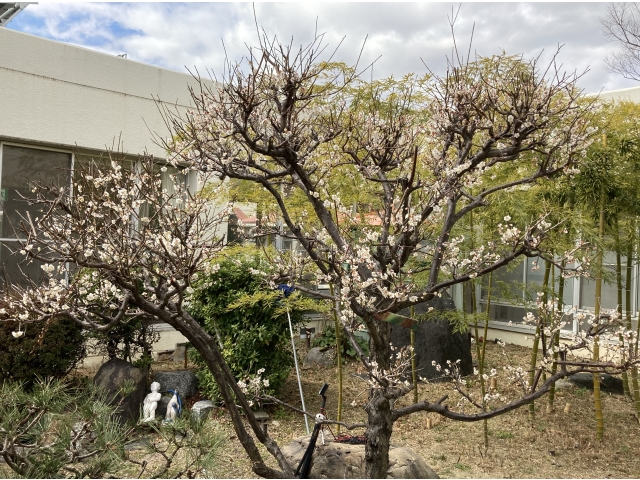 梅の花ももうすぐ満開!