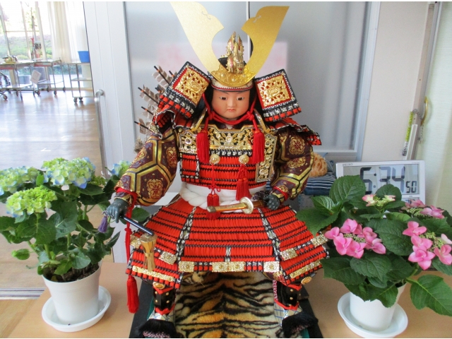 五月人形の脇を飾る紫陽花