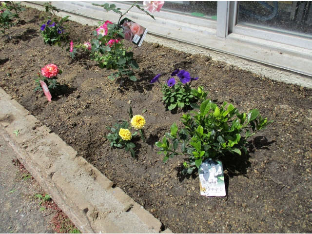 ボランティア名と同じ、くちなしの花も植えてくださいました。