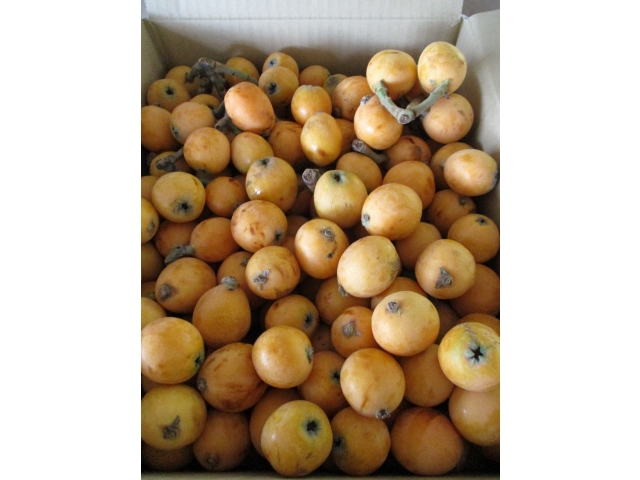 たくさんのビワを頂きました。