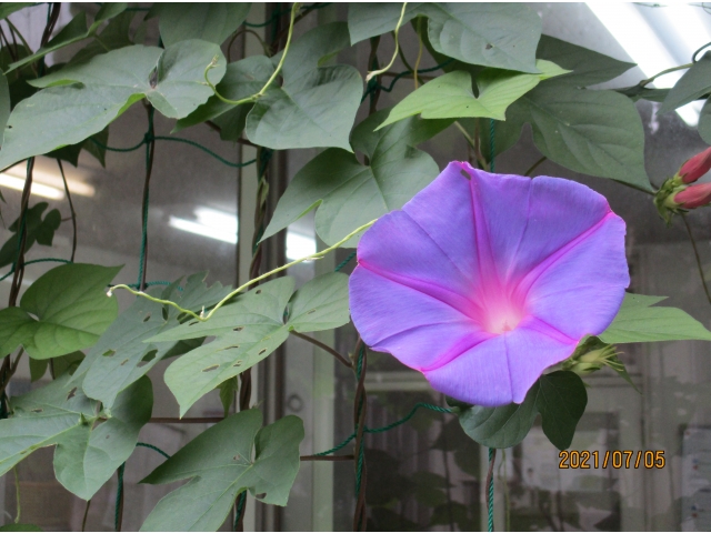 アサガオが大きな花を咲かせました。