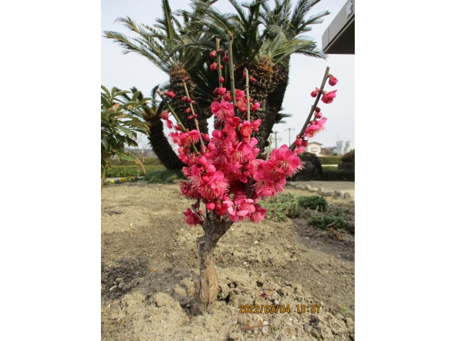 鮮やかな色の梅