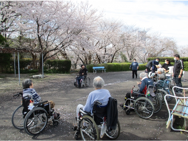 大きな桜の木の下で、抹茶とお菓子を召し上がりました。