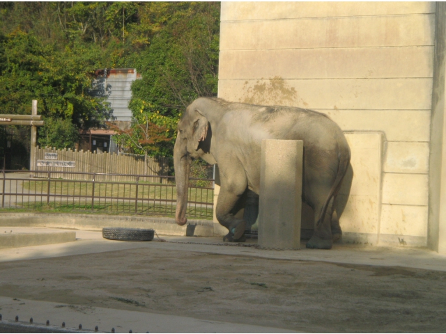 ぞうの「ふじ子」です。