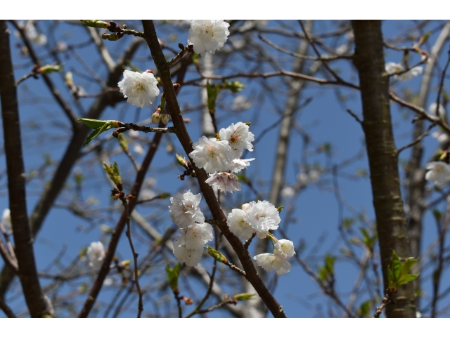 玄関の四季桜