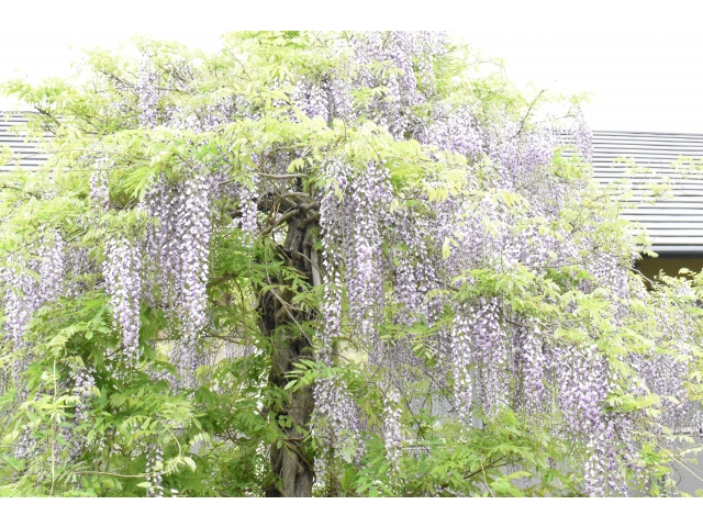 満開に咲いてます(^^♪