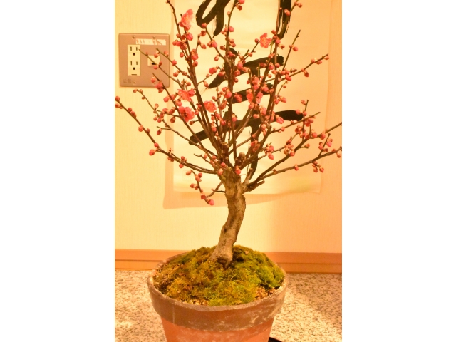紅い梅の花🌺
