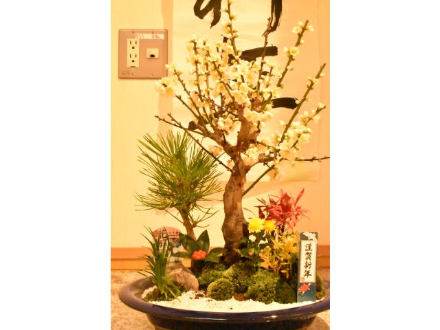 白い梅の花🌼