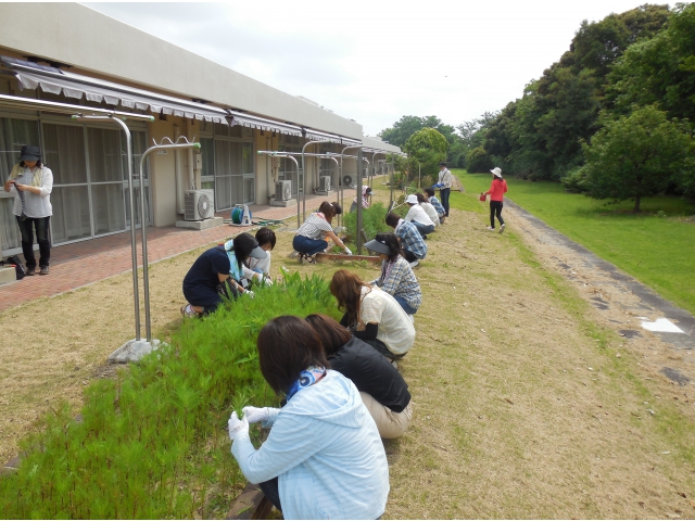 花壇の草取り綺麗になります。