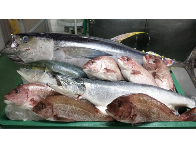 本日の鮮魚