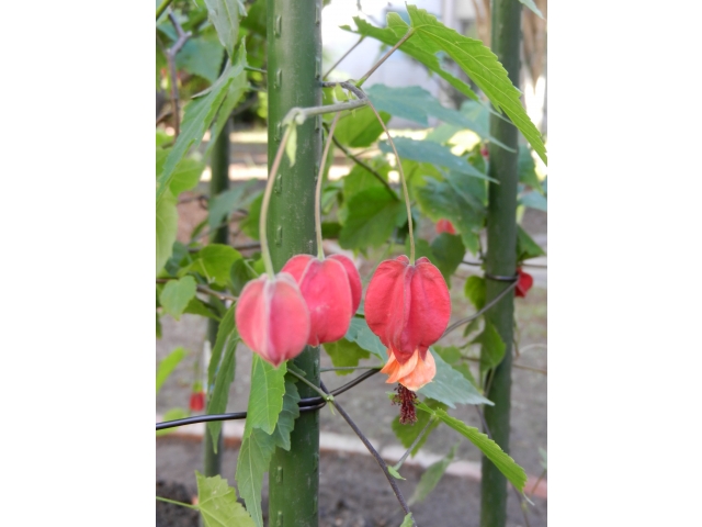 赤いランプのよう