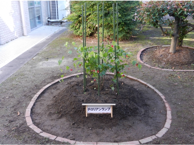 廊下からも鑑賞できます