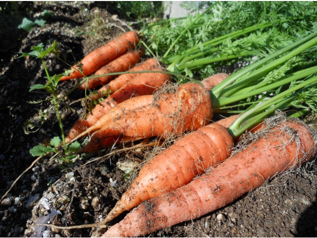 穫れたては美味しそう