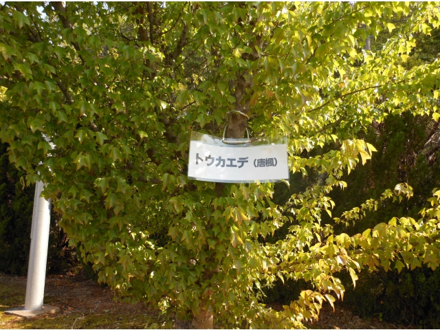 唐楓