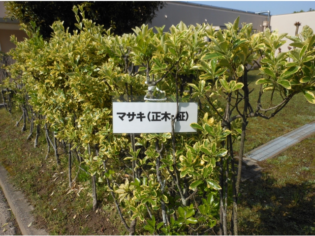 マサキ