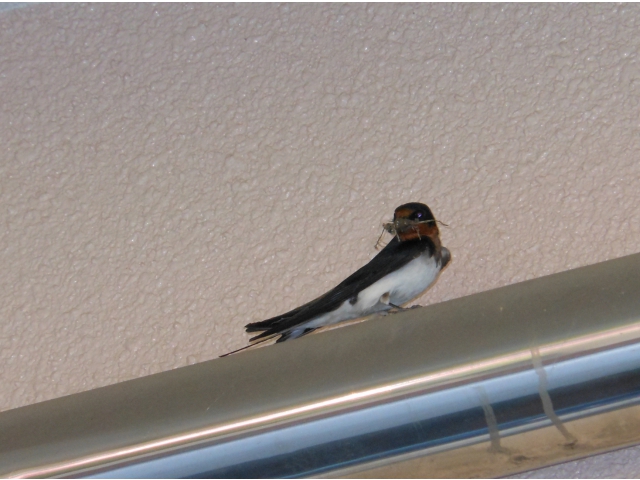 すぐ隣で口にくわえて待機中